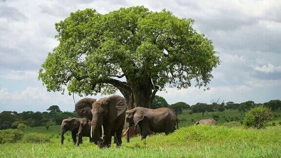 坦桑尼亚树下的大象