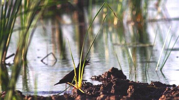 一只椋鸟在沼泽地觅食然后走开了