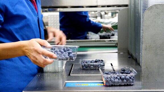 水果农场工人分类和包装蓝莓在现代农业植物包装屋