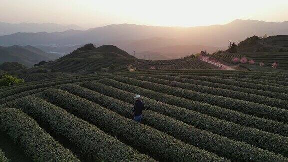 农民在茶园工作的鸟瞰图