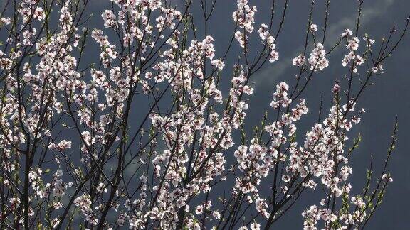 桃花在春天盛开