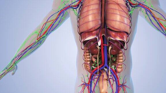 人体的淋巴系统和内部器官