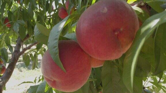 树枝上的水蜜桃是健康的有机食品水果在阳光下成熟维生素