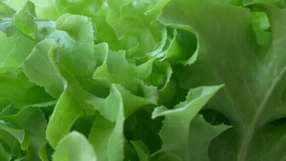 蔬菜有机和水培蔬菜卷心菜