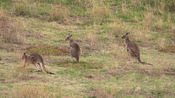一群袋鼠在小山附近吃草