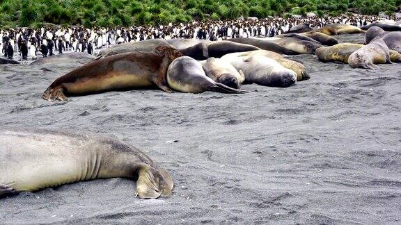 大型象海豹躺在地上看着相机背景是一群帝企鹅南乔治亚岛