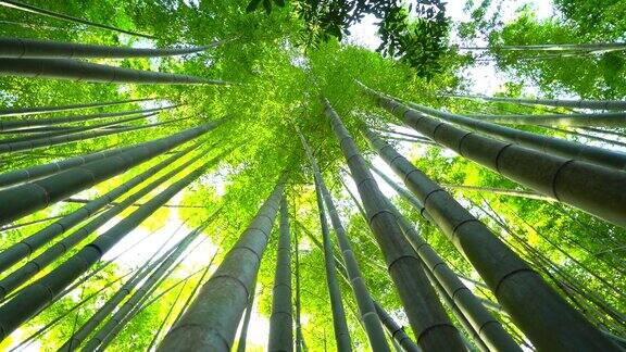 竹子生长从下面看