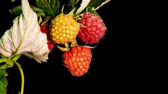 树莓在黑色背景下成熟特写4k新鲜水果维生素和天然浆果