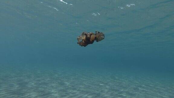 慢镜头阳光下的海兔在蓝色的水中慢慢地游泳裸鳃或海蛞蝓-斑驳海兔或乌黑海兔(海兔)水下拍摄地中海、欧洲