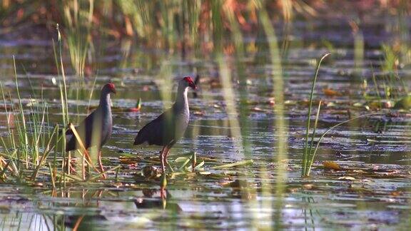 两个紫色沼泽鸟在池塘觅食的长镜头