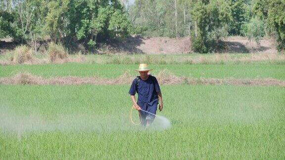 资深亚洲农民在稻田喷洒除草剂