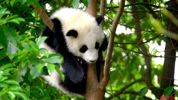 树上的大熊猫幼崽