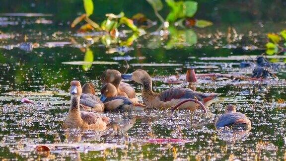 鸭群的羽毛在湿地上自我清洁