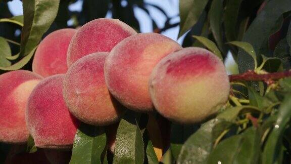 一棵果树上长着一串成熟的桃子