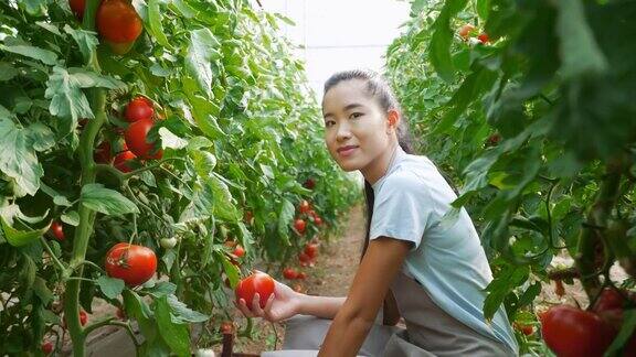 年轻女子在番茄温室工作