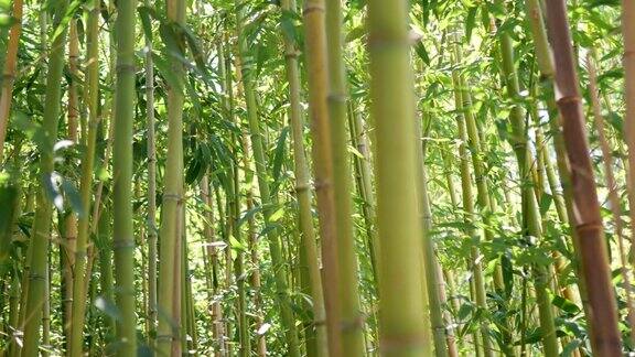 巨大的绿色竹林