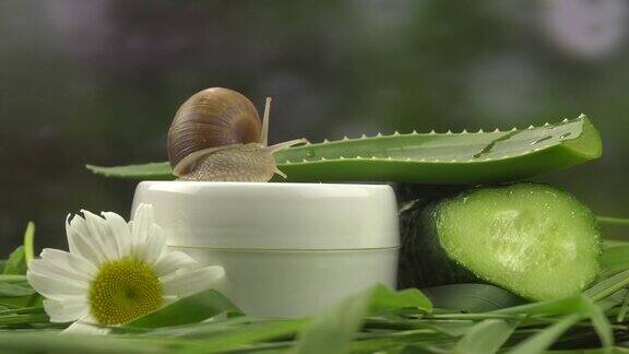 一只蜗牛正爬过一罐化妆品旁边放着芦荟、黄瓜、洋甘菊特写镜头