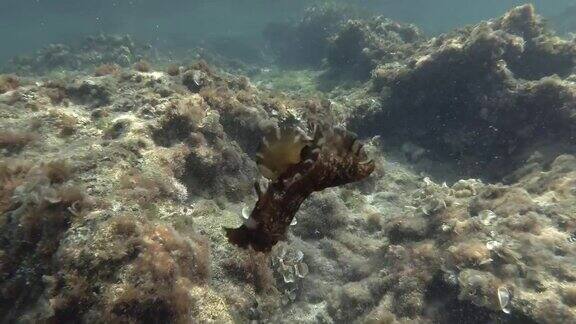 海兔在布满海藻的岩石底部游泳裸鳃或海蛞蝓-斑驳海兔或乌黑海兔(海兔)水下拍摄地中海、欧洲