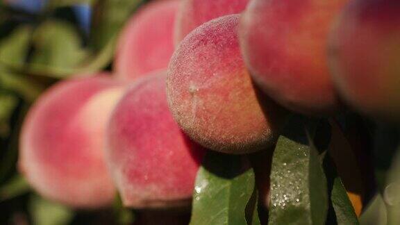 一棵果树上长着一串成熟的桃子