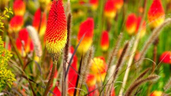 留尼汪岛的Kniphofiauvaria