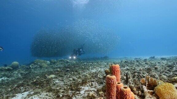 潜水员在鱼饵球鱼群和海绵在蓝绿色的水珊瑚礁在加勒比海