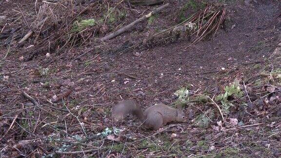 红松鼠疯狂地在苏格兰森林的空地上寻找食物