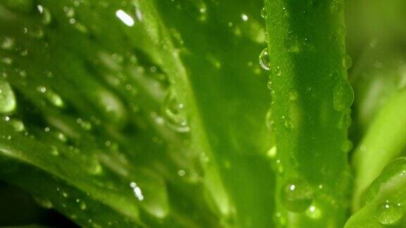 芦荟莲座露珠或雨水新鲜多汁的绿色植物潮湿的叶子雨滴或小滴天然药用植物用于有机化妆品替代药物一滴芦荟