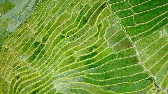 无人机拍摄的鸟瞰图在泰国清迈PaPongPieng山周围的稻田耕作美丽的水稻梯田