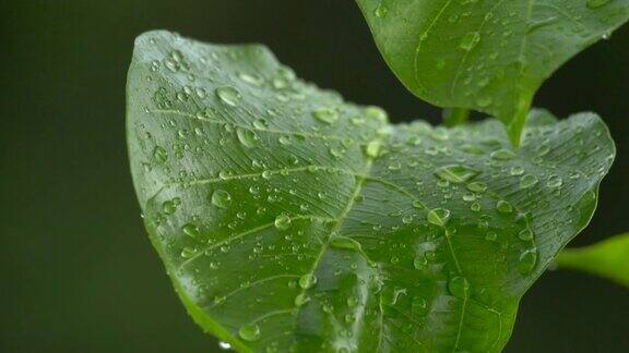 雨落在绿色的叶子上