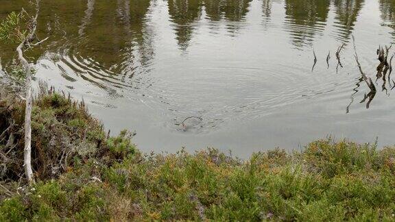 一只鸭嘴兽在西罗亚池子里游来游去