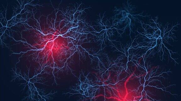 血管系统-静脉