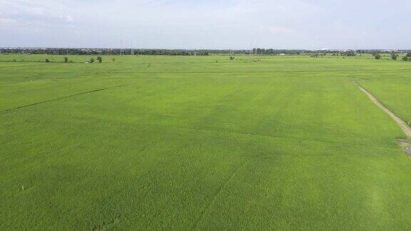 无人机在稻田拍摄水稻4K分辨率b卷