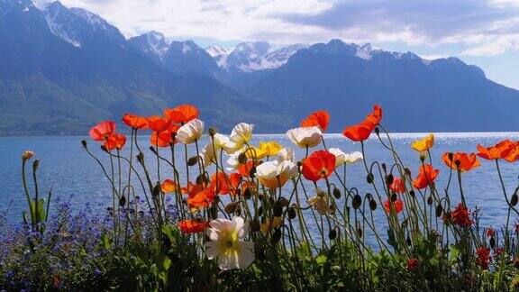 在瑞士的阿尔卑斯山脉和日内瓦湖上五颜六色的罂粟花路堤在蒙特勒