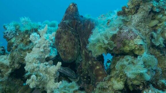 红色的大章鱼坐在蓝水背景的珊瑚礁上普通珊瑚礁章鱼(章鱼蓝藻)特写4k-60fps
