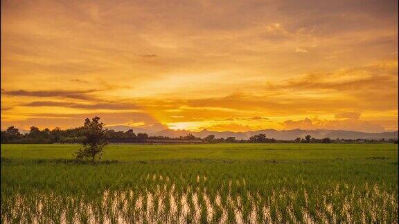 时间流逝:稻田和早晨美丽的日出