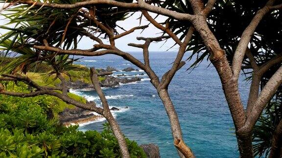 毛伊哈纳岛海岸线和露兜树