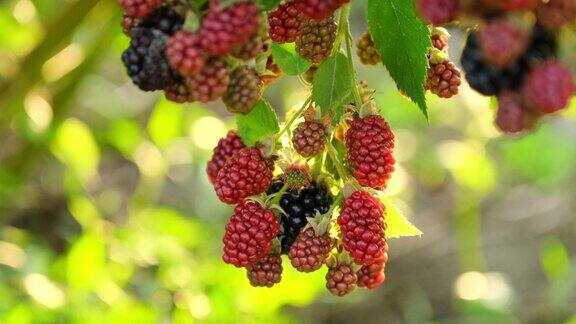 一串串成熟的黑莓、红莓和绿莓在风中摇曳夏天的灌木上长着露莓夏天户外的浆果特写慢动作