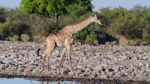 纳米比亚Etosha国家公园年轻的雄性长颈鹿在水坑里喝水