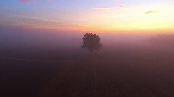 无人机拍摄的单棵树被晨雾包围在农田上的日出
