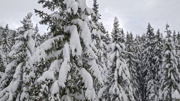 在白雪覆盖的森林里爬上云杉