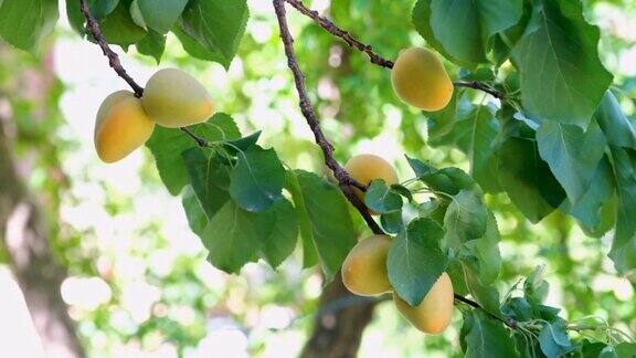 树上挂着成熟的杏子