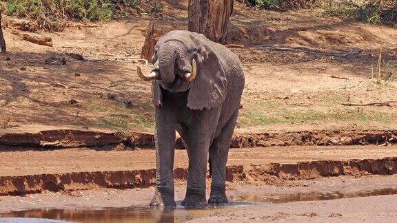 非洲象loxodontaafricana成年人在肯尼亚桑布鲁公园的河边饮水实时4K