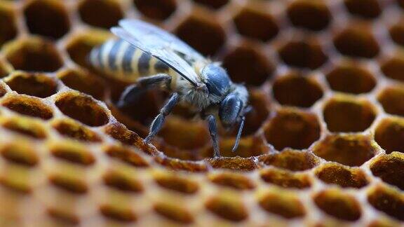 蜜蜂在蜂巢里