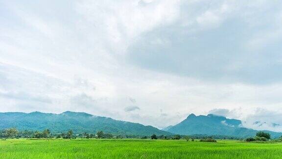 绿色稻田与美丽的山景观与雾时间流逝视频