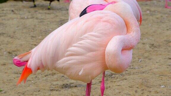 动物园里众多粉色火烈鸟中的两只