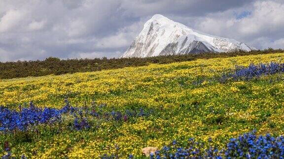 川西雪山花海