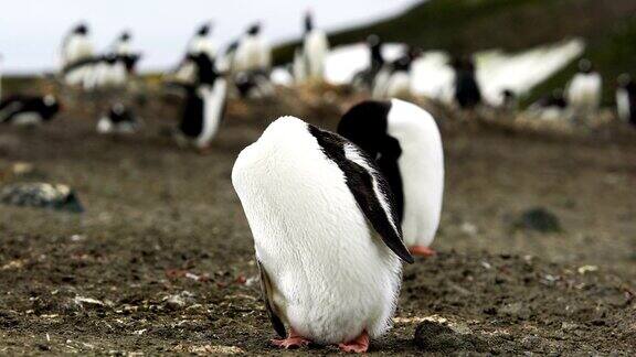 巴布亚企鹅幼崽的特写