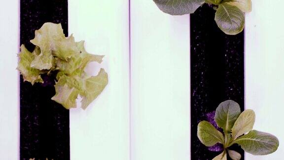 水培法在水中种植植物的方法用于植物生长的紫外线生长灯