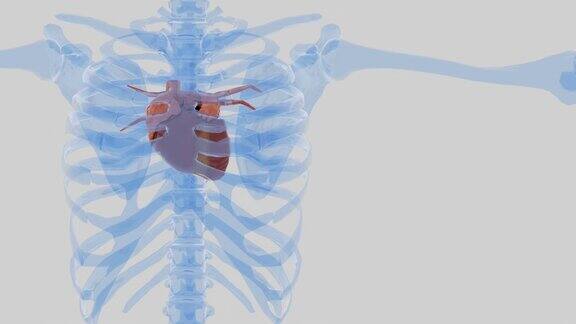 人体解剖心脏在骨骼胸部跳动