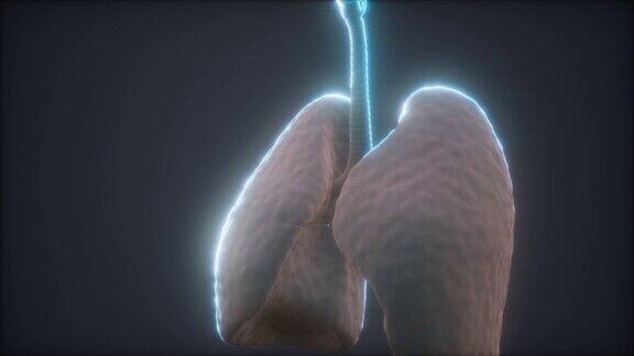 人类肺部的3d动画